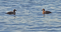Common Scoter