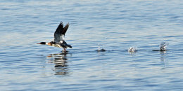 Red-breasted Merganser