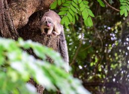 Common Sri Lanka Giant Squirrel