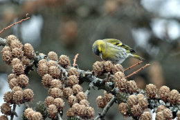 Siskin