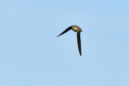 Crag Martin