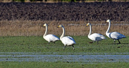 Whooper Swans