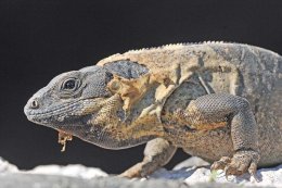 Common Iguana