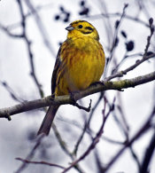 Yellowhammer