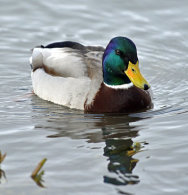 Mallard