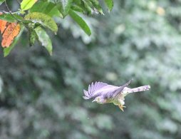 Common Hawk-Cuckoo