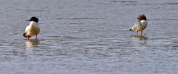 Goosander