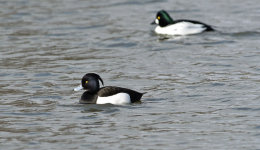 Tufted Duck