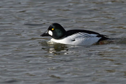 Goldeneye