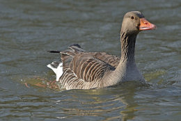 Greylag Goose