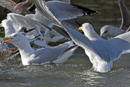 Herring Gulls