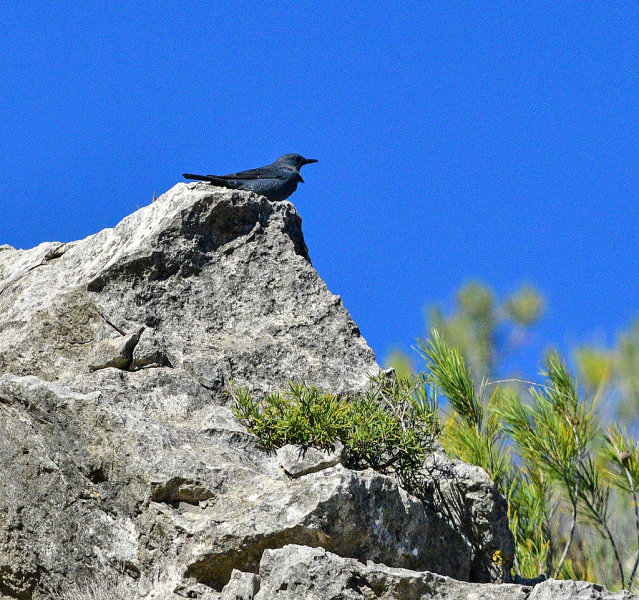 Blue Rock Thrush