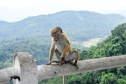 Toque Macaque