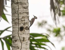 Black-rumped Flameback