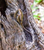 Common Stripped Skink