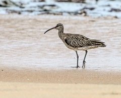 Whimbrel
