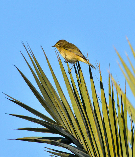 Chiffchaff