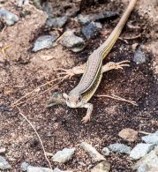 Yellow-throated Plated Lizard