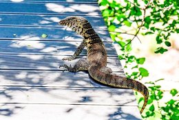 Water Monitor Lizard
