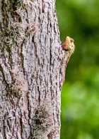 Common Garden LIzard