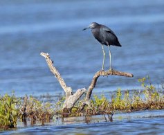 Little Blue Heron