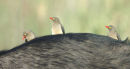 Red-billed Oxpeckers riding on a Buffalo.
