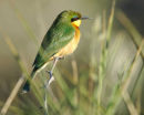 Little Bee-eater.