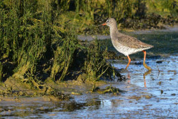 Common Redshank