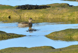 Common Teal