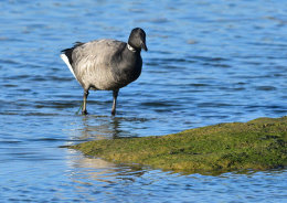 Brent Goose