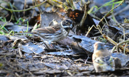 Reed Bunting