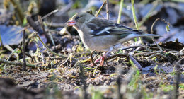 Chaffinch