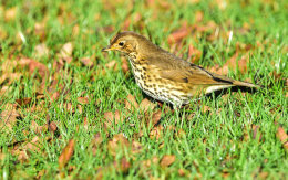 Song Thrush