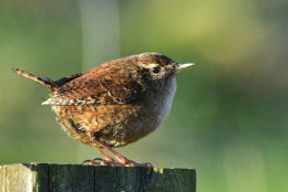 Wren