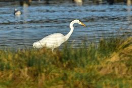 Great Egret