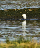 Cattle Egret