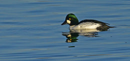 Goldeneye
