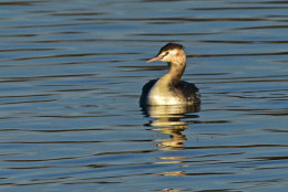 Great Crested Grebe