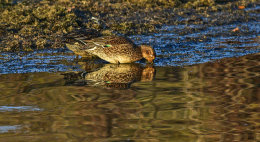 Common Teal