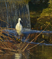 Little Egret