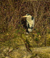 Grey Heron