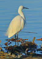 Little Egret
