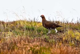 Red Grouse