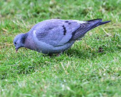 Stock Dove