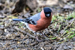 Wildlife of the UK 2017