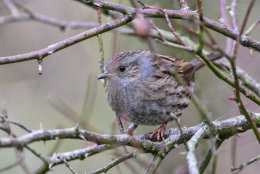 Dunnock