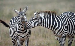 Nairobi National Park and Transit to Laikipia