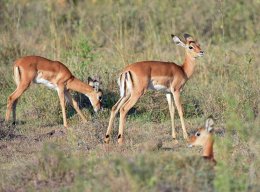 Impala