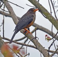 Abyssinian Thrush
