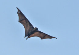 Lyle's Flying Fox
